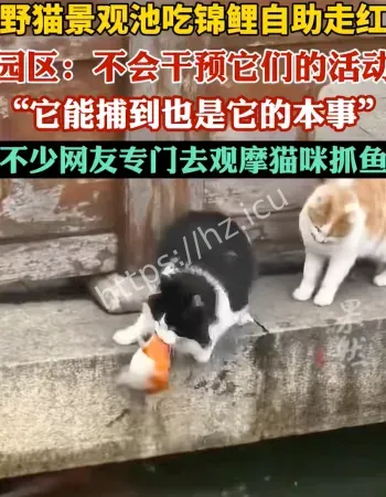 两野猫把景观池当自助餐厅